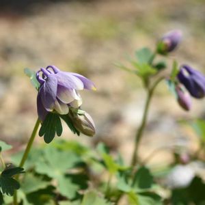 ミヤマオダマキ,花のある暮らし,植中毒,岩手県,東北の画像