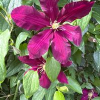 クレマチスの画像