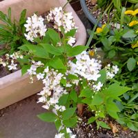 ヒメウツギの画像