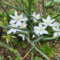 アジュガ,オーニソガラム,ワスレナグサ,霧島ツツジ,斑入りツルニチニチソウの画像