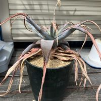 アロエ,多肉植物,塊根植物,コーデックス,花のある暮らしの画像