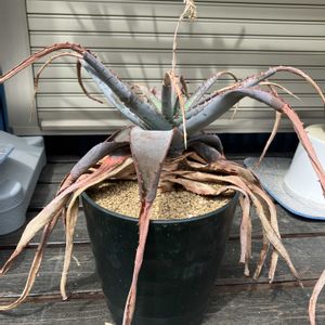 アロエ,多肉植物,塊根植物,コーデックス,花のある暮らしの画像