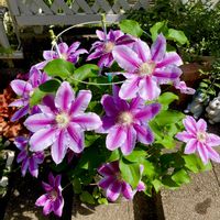 クレマチス,クレマチス ドクターラッペル,ガーデニング,ハルのクレマチス,小さな庭の画像