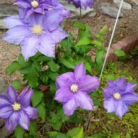 クレマチス,クレマチス,ガーデニング,癒し,花のある暮らしの画像