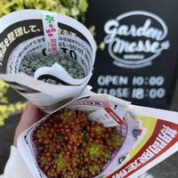 多肉植物,多肉大好き,多肉中毒,多肉のある暮らし,多肉女子の画像