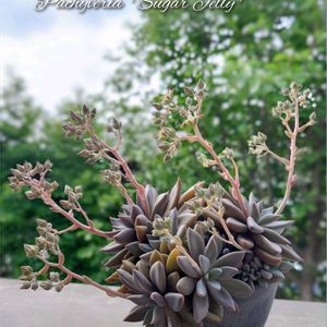 シュガーゼリー,多肉植物,育てやすい多肉植物,多肉植物寄せ植え,普及種の画像