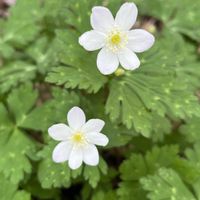 ニリンソウの画像