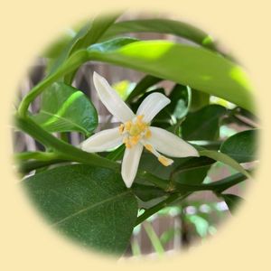 伊予柑,イヨカン,実生,花のある暮らし,果物の花の画像