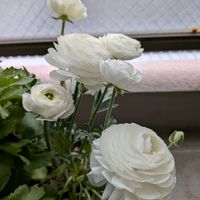 ラナンキュラス,ベランダの画像