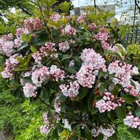 カルミアの画像