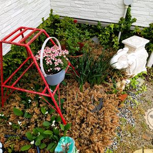 スズラン,バラ,鉢植え,地植え,ガーデニングの画像