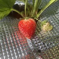 イチゴ,屋上,初心者,東京,リボベジの画像