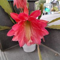 クジャクサボテン,サボテン科,植えっぱなし,花が好き,可愛いはなの画像