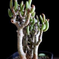 チレコドン ブッコルジアヌス,多肉植物,コーデックス,チレコドン属,テラスの画像