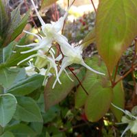 イカリソウ,実家の庭,岩手県の画像