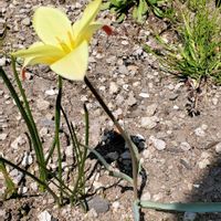 クルシアナ．クリサンサ,花壇の画像