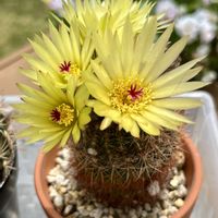 サボテン,ダイソーサボ,バンブリュ,ノトカクタス バンブリュの画像