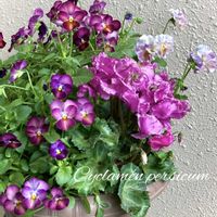 ビオラこうめももか,シクラメン・モカジュエリー,♡ビオラ・アイクール♡,寄せ植え,かわいいの画像