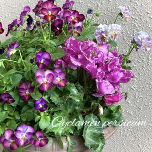 ビオラこうめももか,シクラメン・モカジュエリー,♡ビオラ・アイクール♡,寄せ植え,かわいいの画像