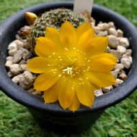 サボテン,宝山,宝山,庭の画像