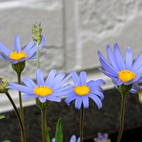 ブルーデージー,祈る震災復興,花のある暮らし,緑のある暮らし,岐阜県の画像
