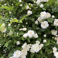 トベラ,モッコウバラ,ヒメウツギ,白花,バラ科の画像