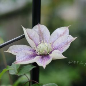 クレマチス 水面の妖精,鉢植え,花のある暮らし,PR,HTCの画像