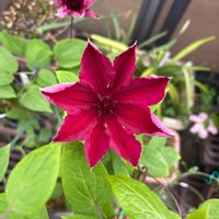 クレマチス,コウホネ,コウホネ,クレマチス アラーナ,クレマチス アラーナの画像