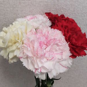 カーネーション,切り花,いい香り,ナデシコ科の画像