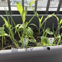 とうもろこし,九条ネギ,キュウリ 夏すずみ,家庭菜園の画像