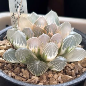 大窓ブラックオブツーサ錦,多肉植物,鉢植え,多肉大好き,多肉多肉多肉の画像