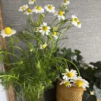 カモミール,花のある暮らし,TODAY'S SPECIAL,リビング・ダイニングの画像