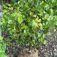 サカキ,ブーゲンビリア,ブルーベリー,レイニーブルー,ピンクオオデマリの画像