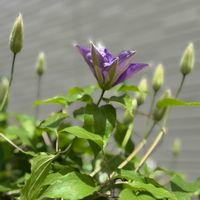 クレマチス,クレマチス,クレマチス HFヤング,庭の画像