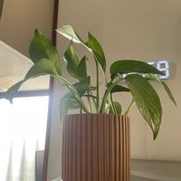 ポトス,多肉植物,観葉植物,植物のある暮らし,キッチンの画像