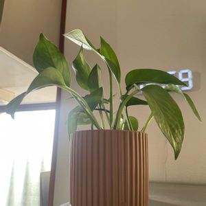 ポトス,多肉植物,観葉植物,植物のある暮らし,キッチンの画像