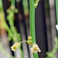 アスパラガス,小さな花,プランター族,庭の画像