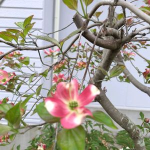 小さな庭,お出かけ先の画像