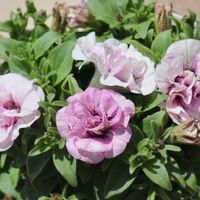 ペチュニア,八重咲きペチュニア,八重咲きペチュニア,鉢植え,初心者の画像