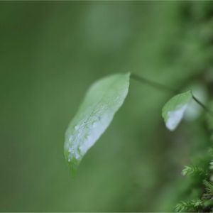 苔(コケ),苔(コケ),シダ,ソメイヨシノ,ソメイヨシノの果実の画像