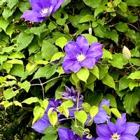 クレマチス,ある春の晴れた日,大きな紫の花,高く伸びての画像