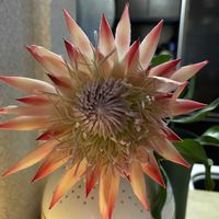 プロテア,キングプロテア,キングプロテア　リトルプリンス,繋がりに感謝✨,キングプロテア♡の画像