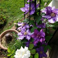 クレマチス,バラ,ガーデニング,ボタニカルライフ,春の庭の画像