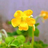 カタバミ,小さな庭の画像