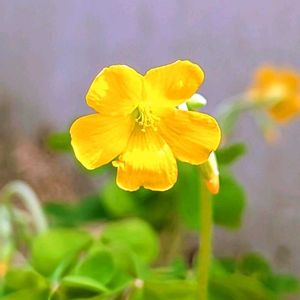 カタバミ,小さな庭の画像