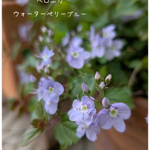 今庭,青い花,増える,今日は雨☔️,ブルー大好きの画像