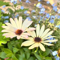 ワスレナグサ,オステオぺルマム,花のある暮らし,緑のある暮らし,ベランダの画像