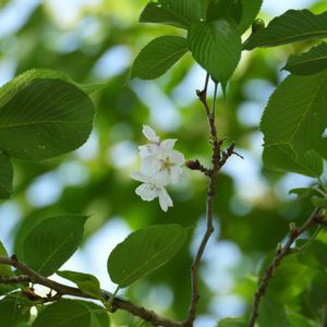 サクラ,ハハコグサ,何かの雑草,キツネアザミ,何かの枝の画像