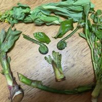 ハクサイ,コゴミ,たらの芽,ウド,ウドの画像