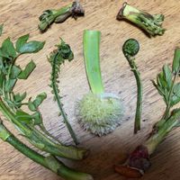 ネギ,コゴミ,たらの芽,ウド,ウドの葉の画像